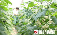 潍坊跳舞吃瓜网在线,带你领略潍坊特色舞蹈文化，畅享夏日清凉瓜果盛宴