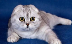 娱乐吃瓜君折耳猫坐姿,娱乐吃瓜君的萌态瞬间