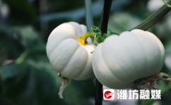 潍坊跳舞吃瓜网在线,带你领略潍坊特色舞蹈文化，畅享夏日清凉瓜果盛宴