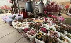 奉贤鲜花,探寻上海南部花艺风情与浪漫生活”