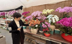 奉贤鲜花,探寻上海南部花艺风情与浪漫生活”