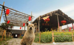 吃瓜娱乐咩咩羊,揭秘娱乐圈那些事儿