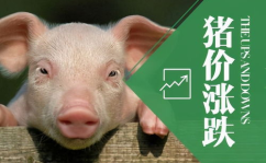养猪行情,集团企业盈利，散户面临挑战